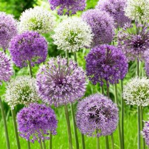 Les Fleurs Vivaces