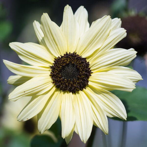 Tournesol Italian white – Helianthus annuus